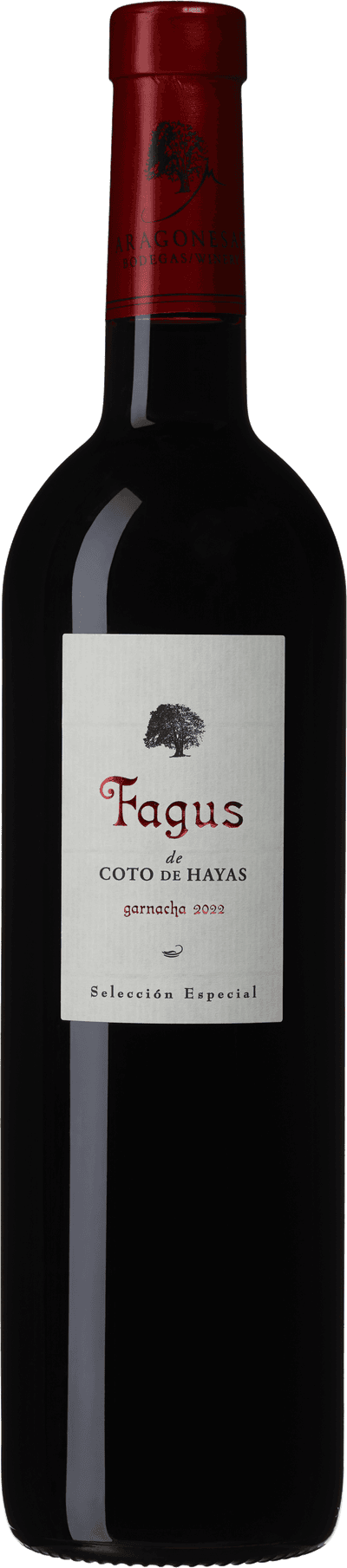 Fagus